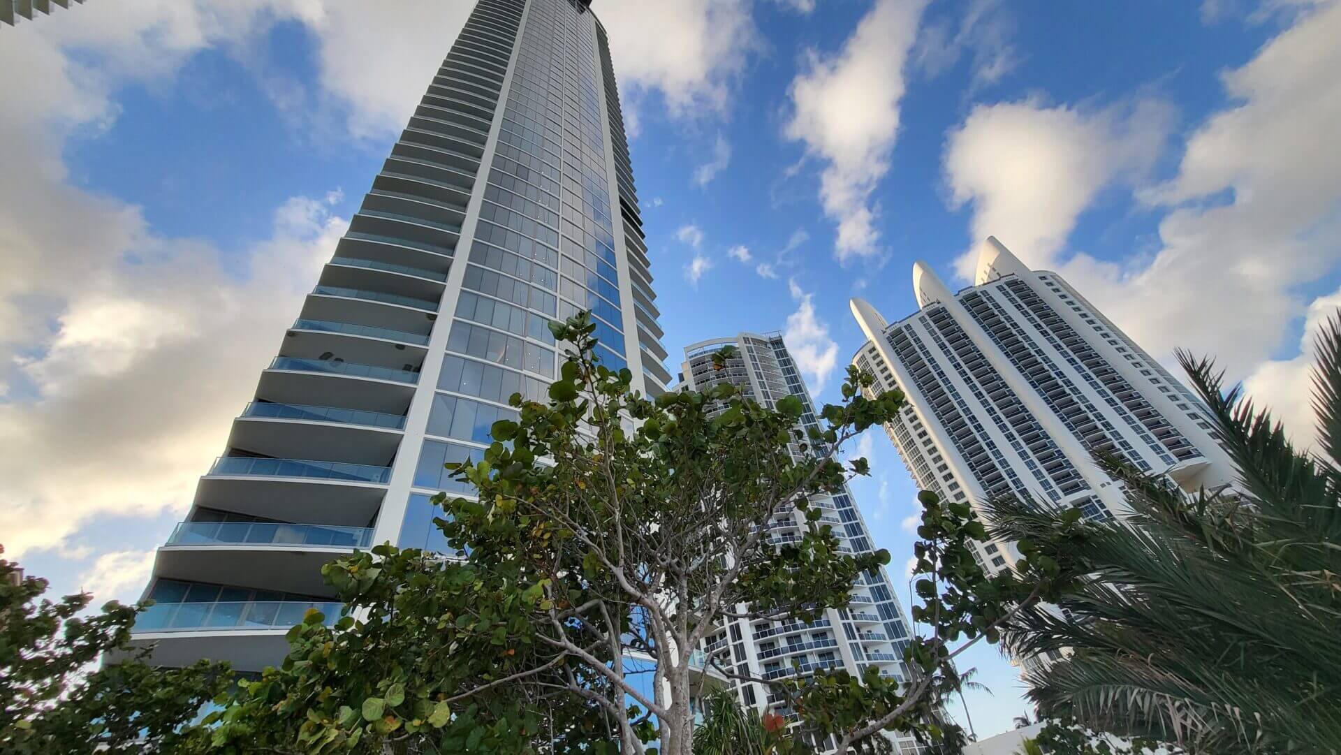 A tree in front of some tall buildings